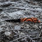 Black Goat - Bushcraft knife