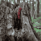 Santis - Bushcraft knife